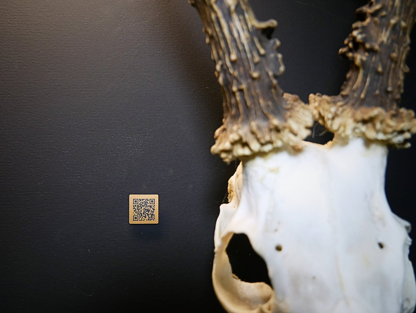 Plaque de chasse avec QR Code sur trophée de brocard
